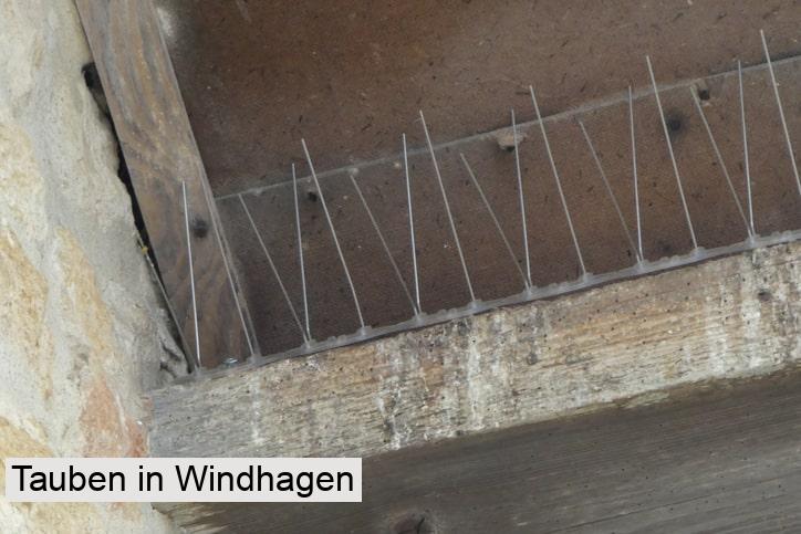 Tauben in Windhagen